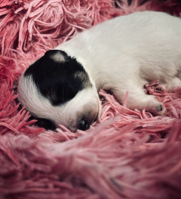 Szczeniak szuka domu