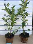 venda de plantas mirtilo em vitro