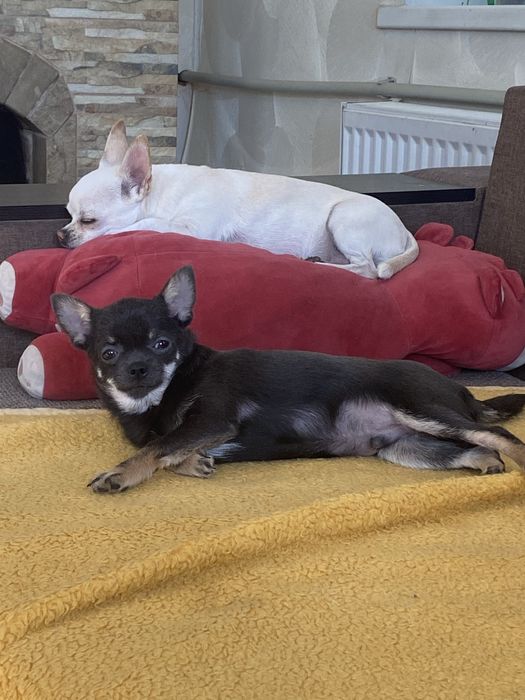 Дівчинка чіхуахуа