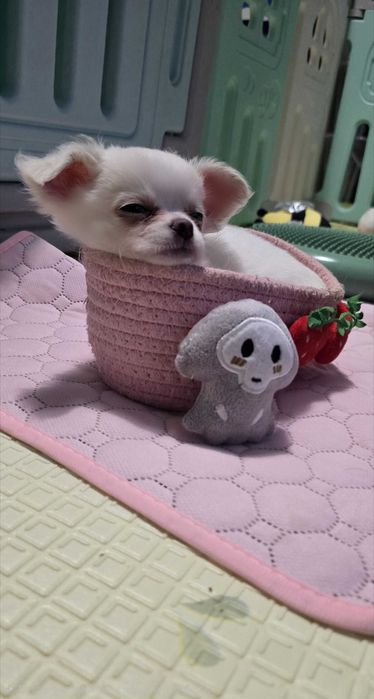 Wspaniała śnieżnobiała  Lilly   chihuahua długowłosa FCI