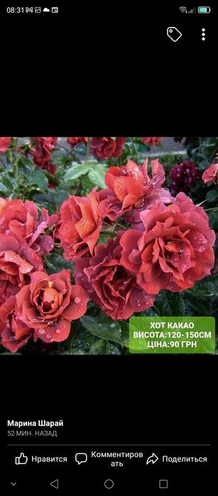 Саженцы роз Бьянка, Бейби и др.