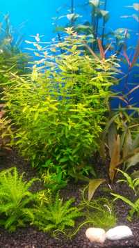 Rotala macandra  mini type4