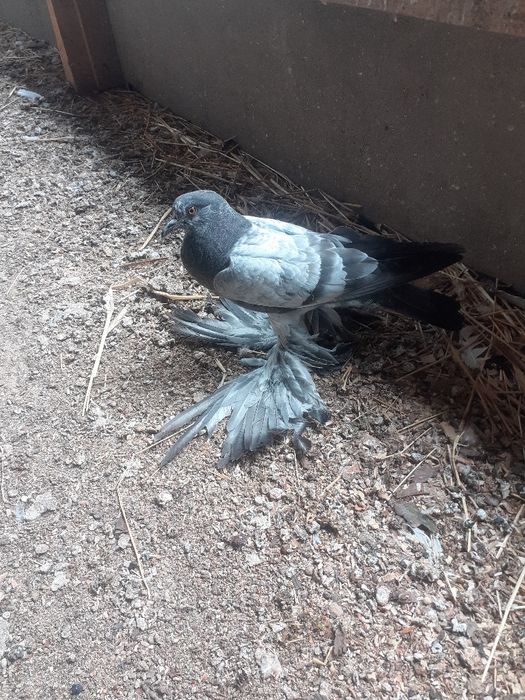 Gołębie ozdobne garłacze pomorskie