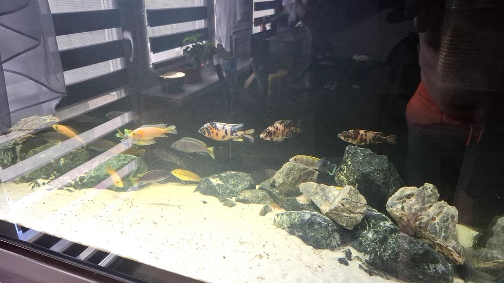 Sprzedam dorosle pyszczaki 500 zl za wszystkie albo parami cena w opis