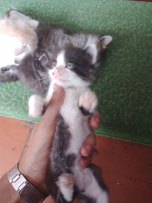 Кошенята безкоштовно!