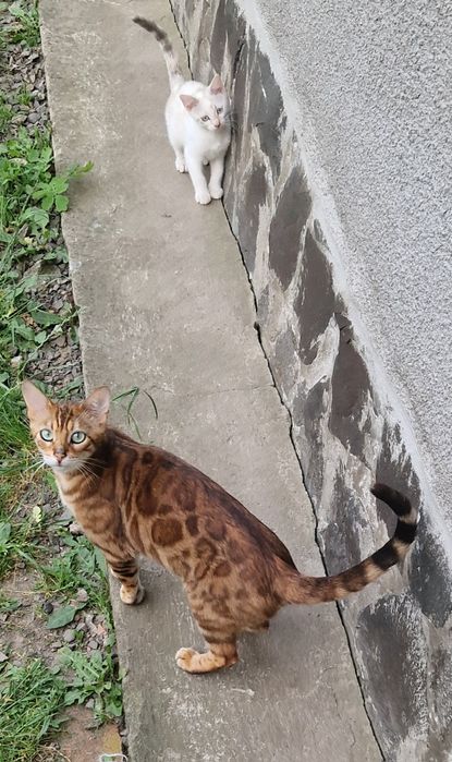 Бенгальская кошка