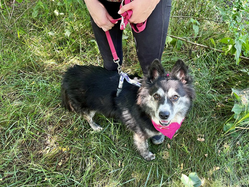 Hawana w typie husky do adopcji