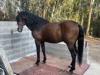 Cavalo para éguas