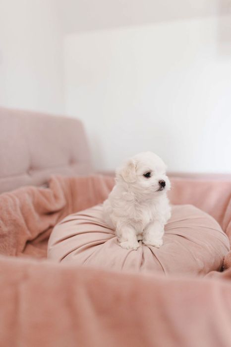 Maltańczyk z rodowodem i chipem / gotowy do odbioru