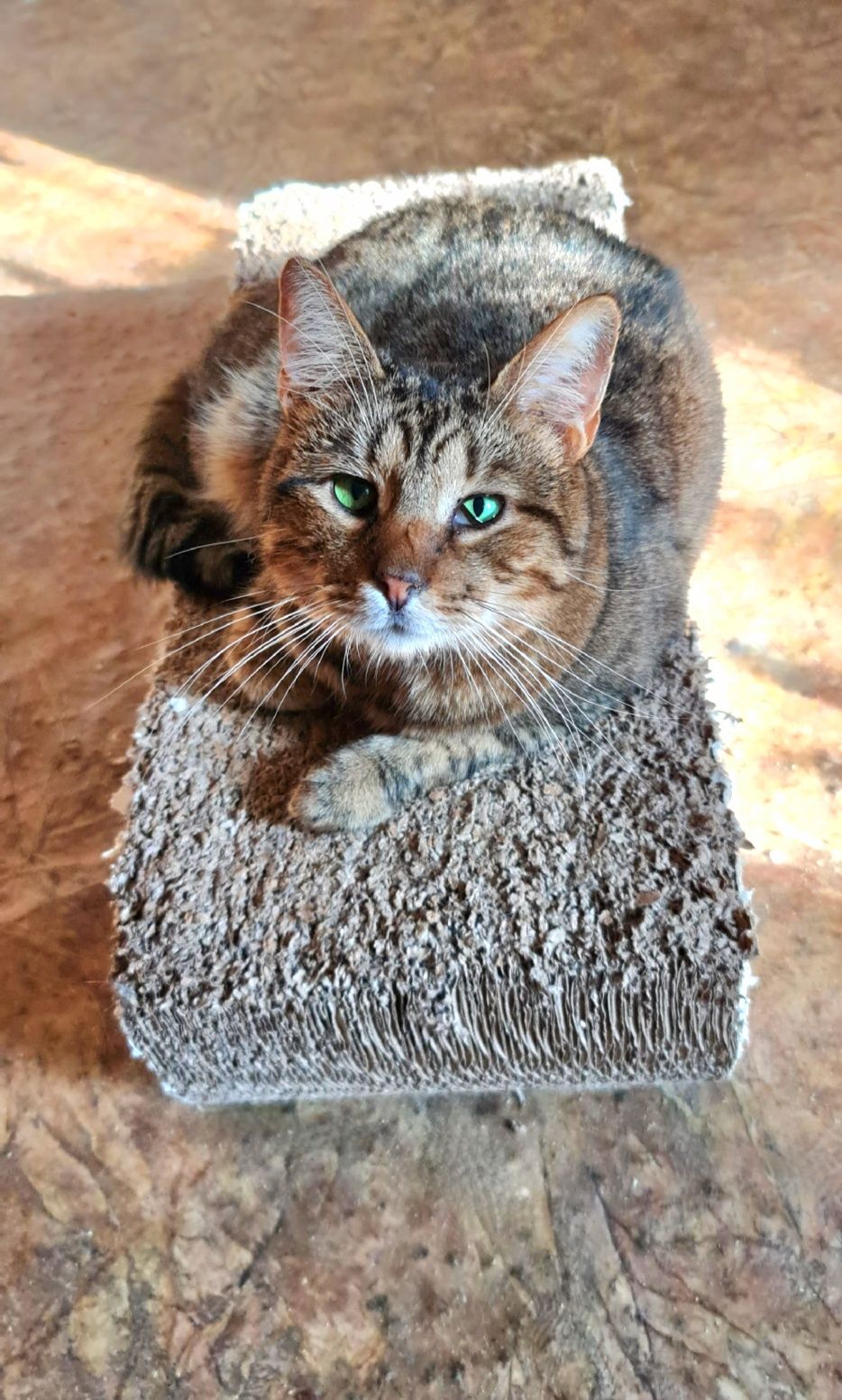 Котик таббі зелені очі