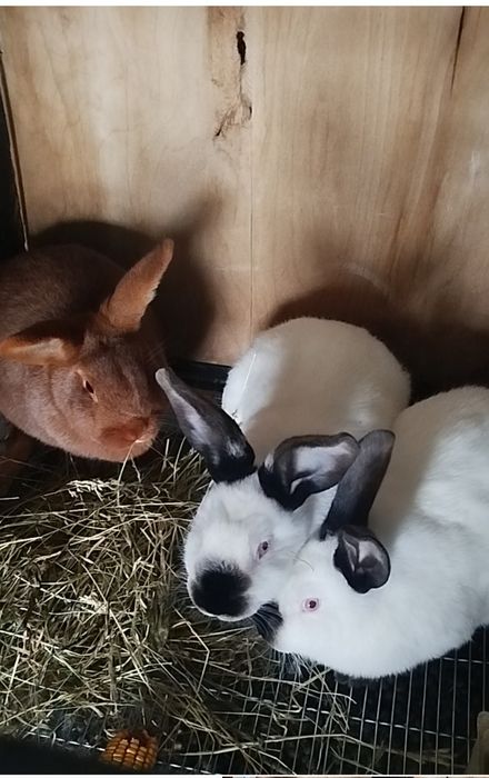 Кролі різних порід а саме ЧНЗ,Каліфорнія,Термонська Біла