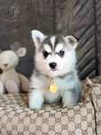 Pomsky ( Mini Husky )