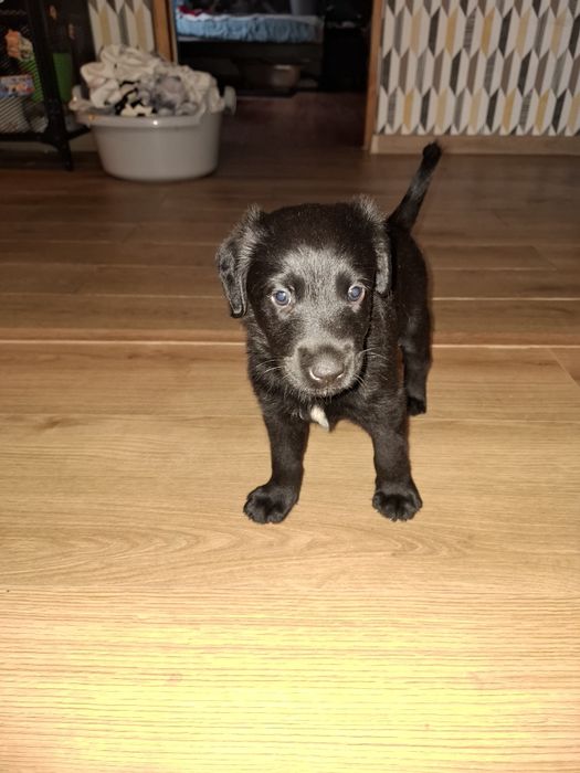 Szczeniaki szukają domu