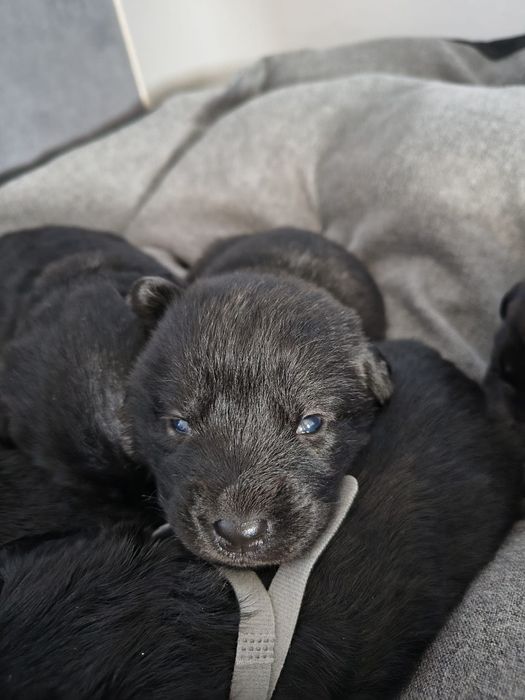 Oddam pieski 6 suczek labrador szpic szuka ciepłego domu