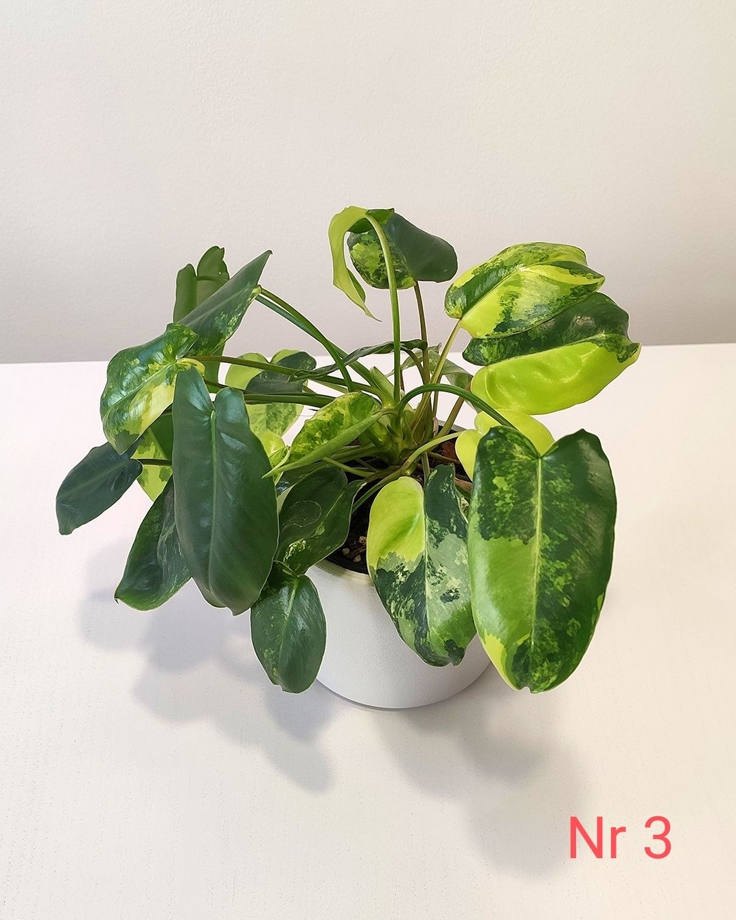 Philodendron Burle Marx Variegata