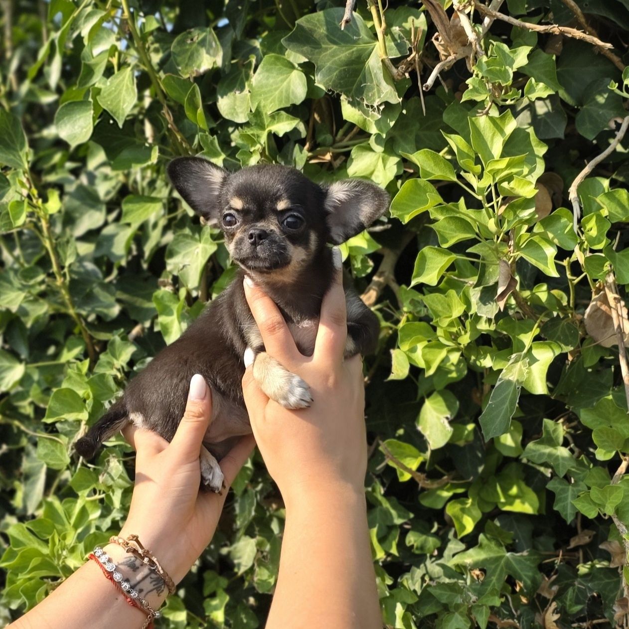 Última Fêmea Chihuahua  Pêlo Curto