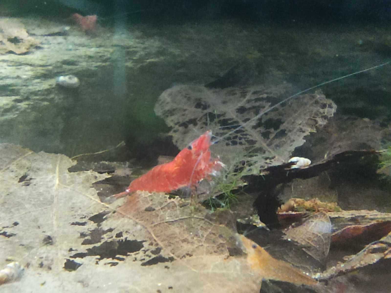 Krewetki Neocaridina pakiet 10 sztuk - WYSYŁKA!
