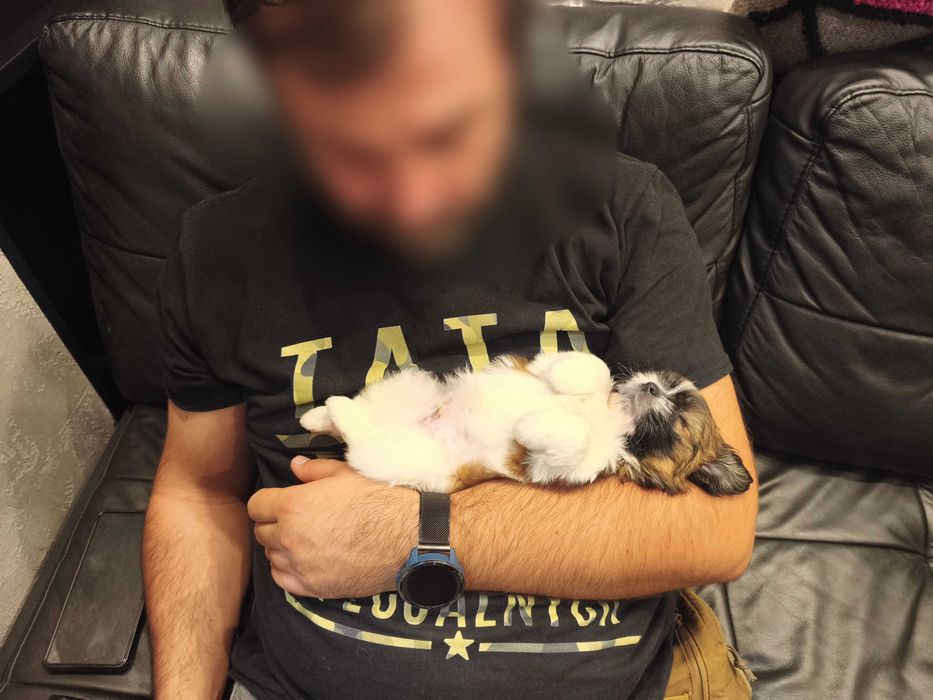 Aktualne Piesek SHIH TZU samiec