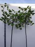 Tilia cordata 'Green Globe' lipa drobnolistna 'Green Globe'
