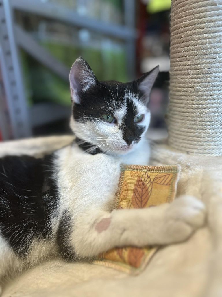 Kotek do adopcji