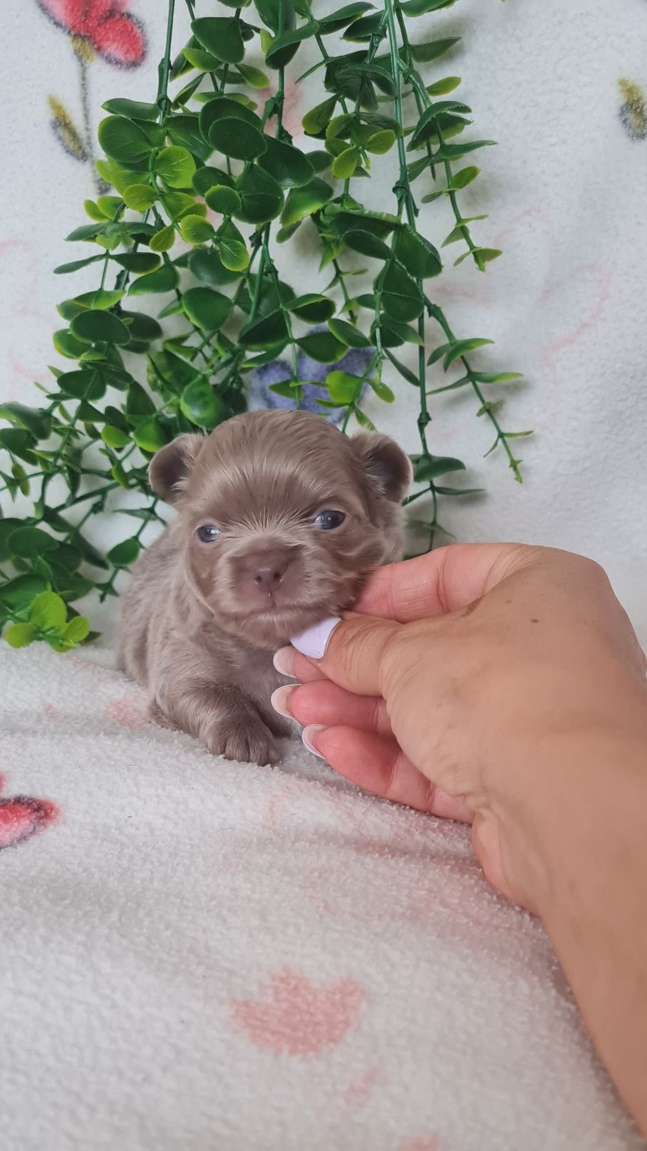 Estupendo pelo comprido chihuahua/chiuaua linhagem Russa.Qualidd
