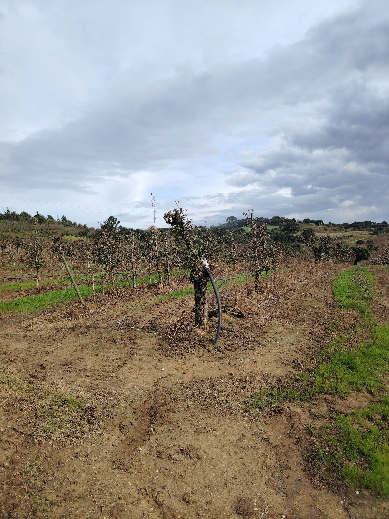 Terreno em carvalhal