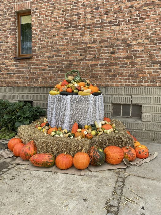 Dynie, dynia, cukinie, hokaido, piżmowa olbrzymia, ozdobne