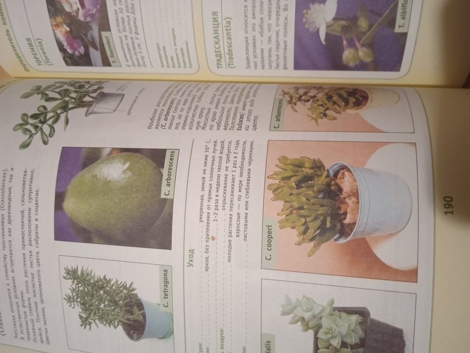 Комнатные растения от А до Я