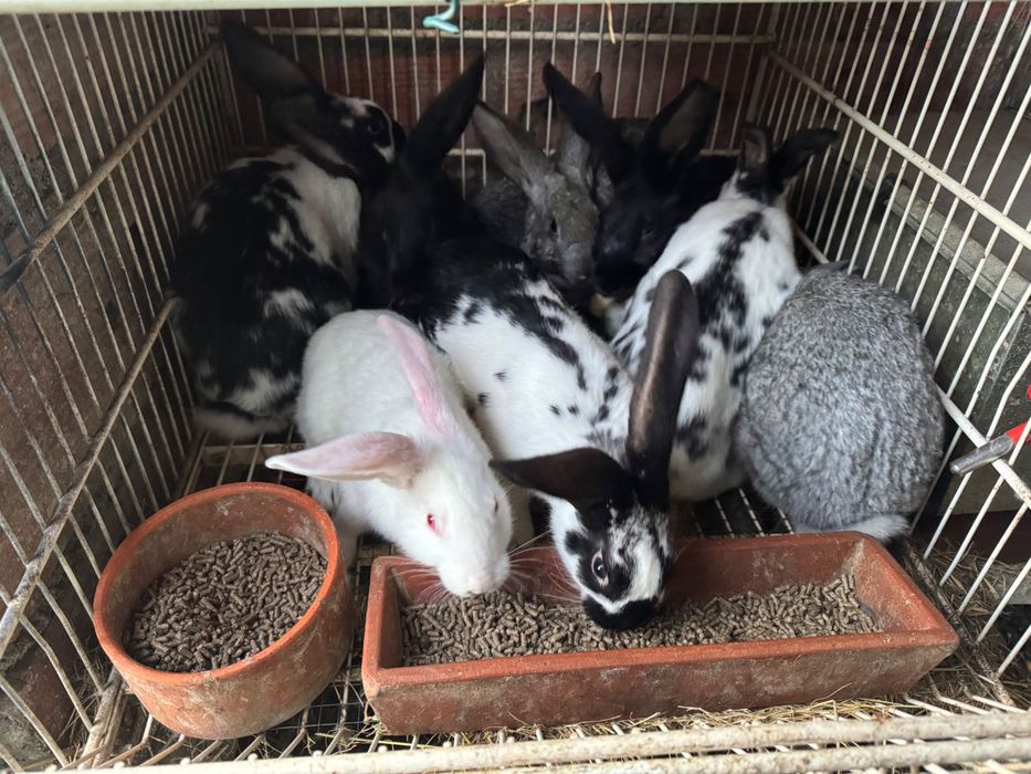 Vendo coelhos para criação