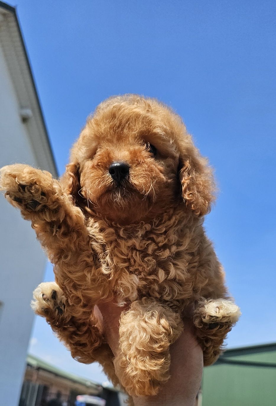 Cavapoo f1b suczka mini