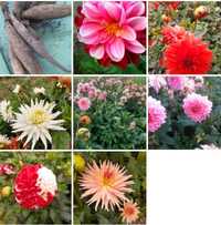 10 Dalie ogrodowe karpy dalii kłącza sadzonki wysokie kwiaty ogrodowe