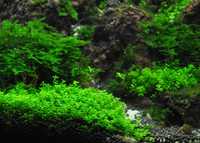 Cuba/MonteCarlo/Micranthemoides/Glossostigma/Lilaeopsis - tapete aqua