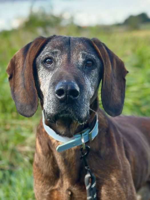 Trio, senior posokowiec bardzo źle znosi Schronisko