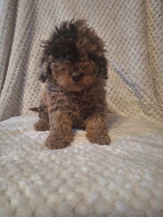 Pudel miniaturowy dziewczynka