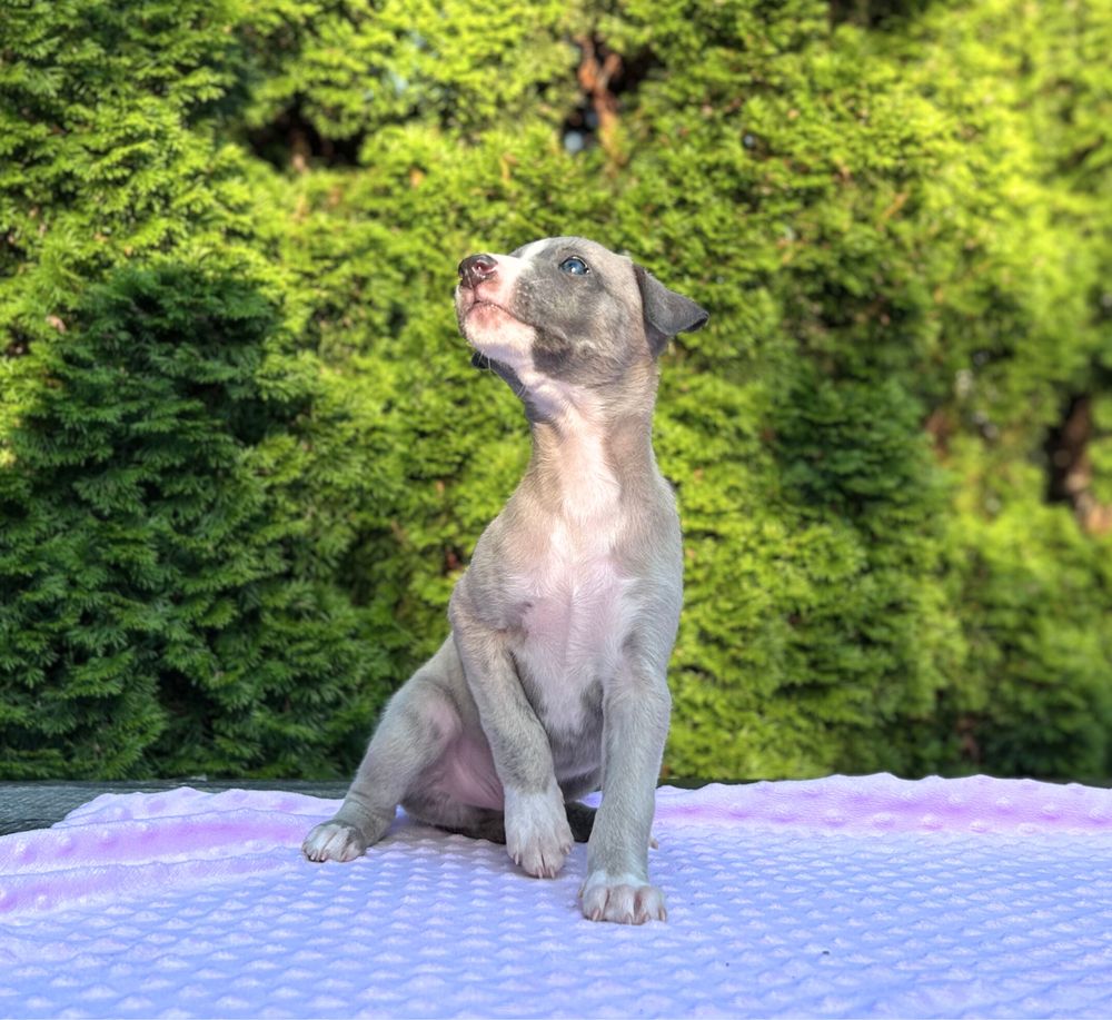 Whippet chart angielski