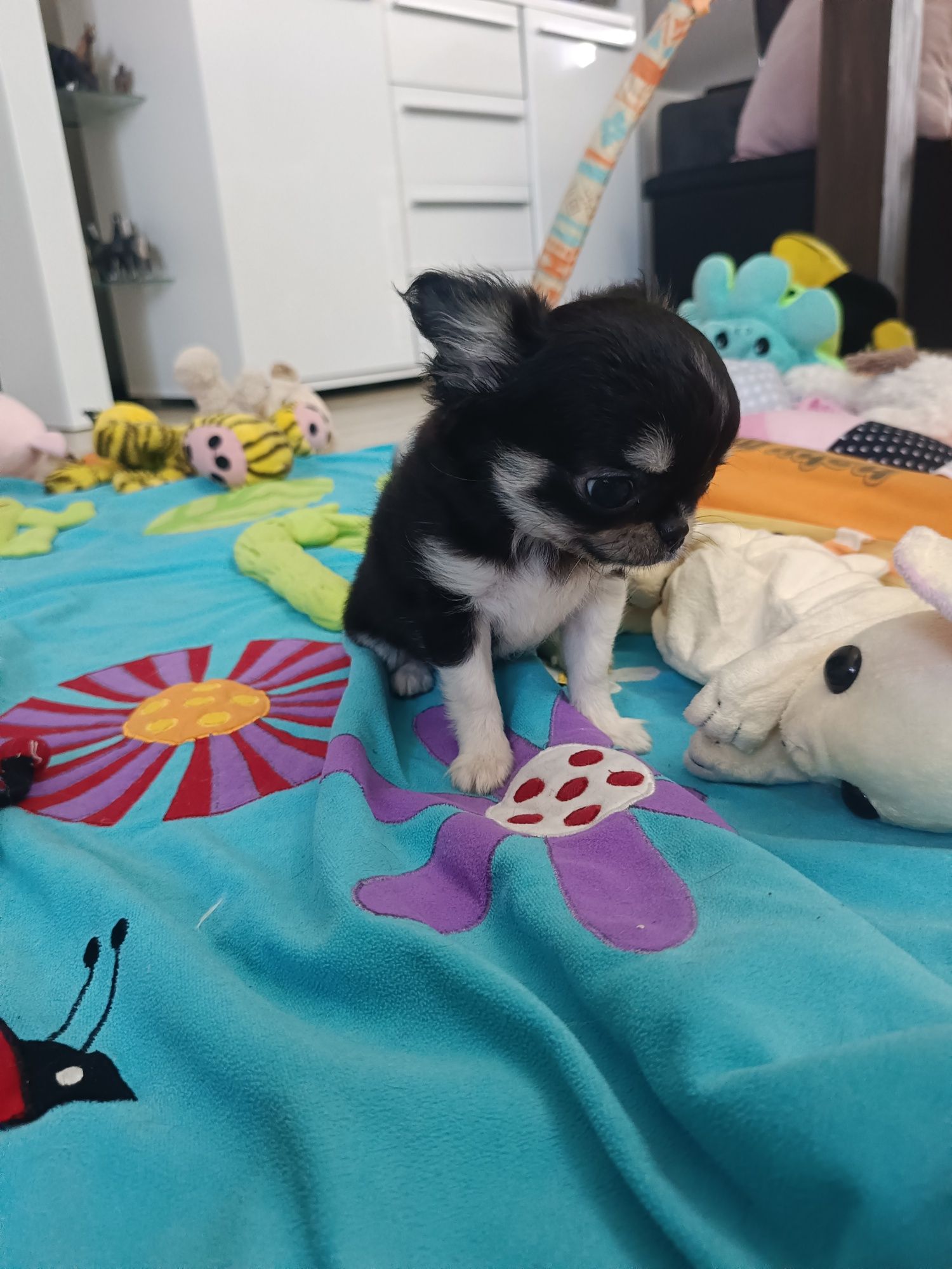 *** Cudna Mini Laleczka Chihuahua *** Gotowa do odbioru ***