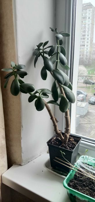 Толстянка, Денежное дерево продам.