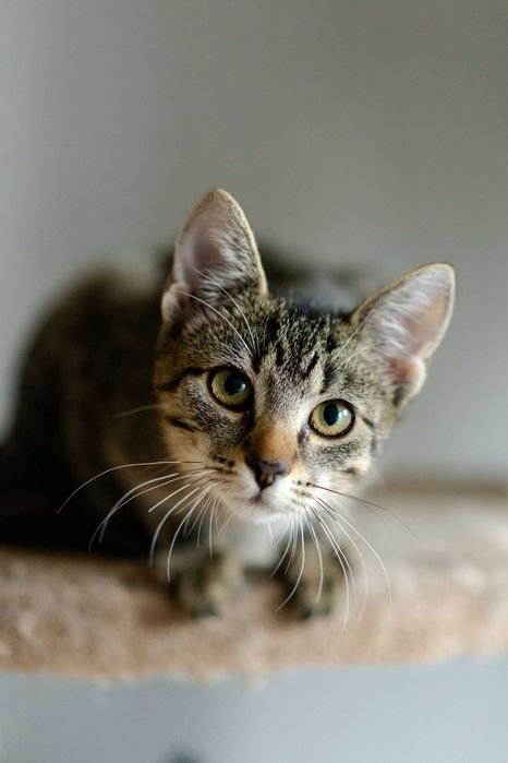 Aferka szuka domu! Fundacja "Stawiamy na Łapy"