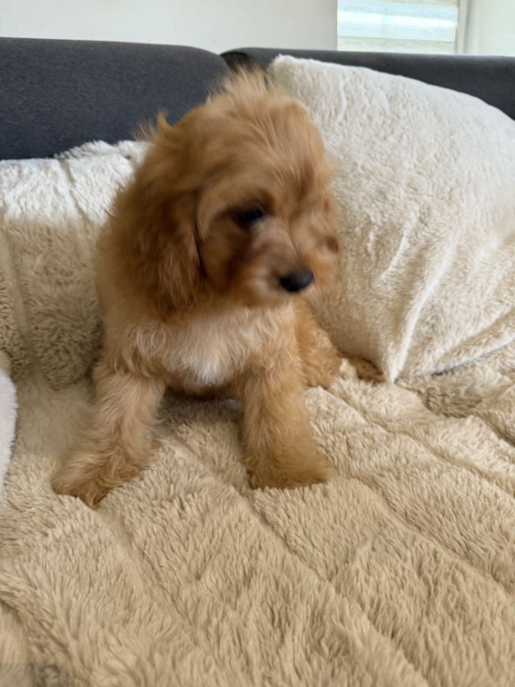 Cavapoo śliczna sunia