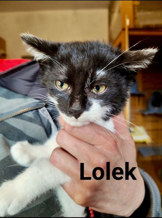 Fryderyk i Lolek błagają o szansę i domy ...