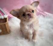 ***Beżowa długowłosa piękność chihuahua***
