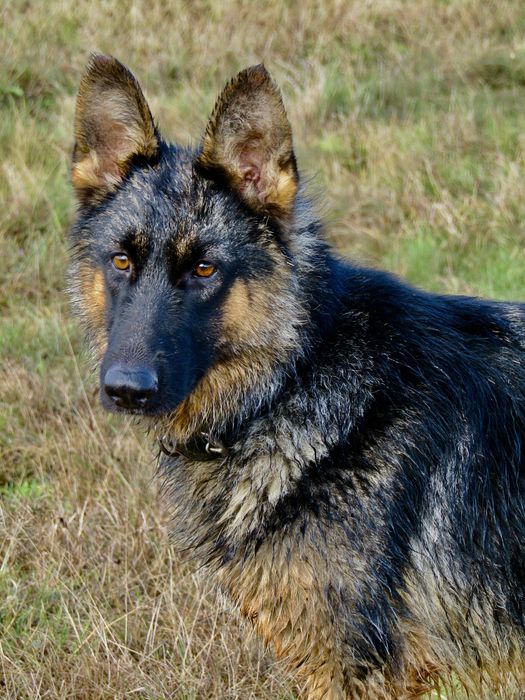 Продам Німецьку вівчарку