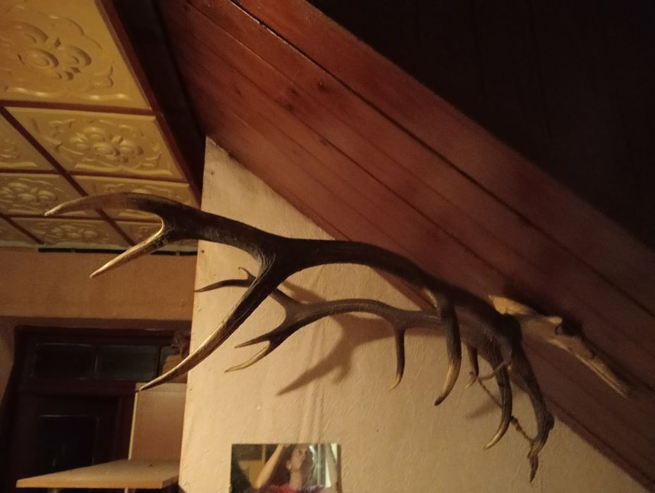 Роги оленя карпатського