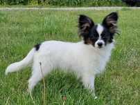 Piesek papillon spaniel kontynentalny miniaturowy .