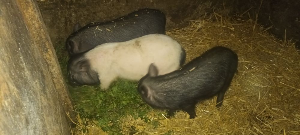 Продам  вєтнамські   поросята