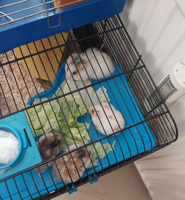 Sprzedam mlodych syryjskich chomików