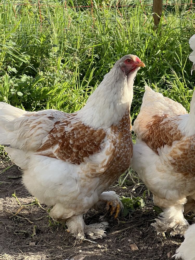 Galinha brahma red pyle