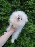 Szpic miniaturowy Pomeranian piesek