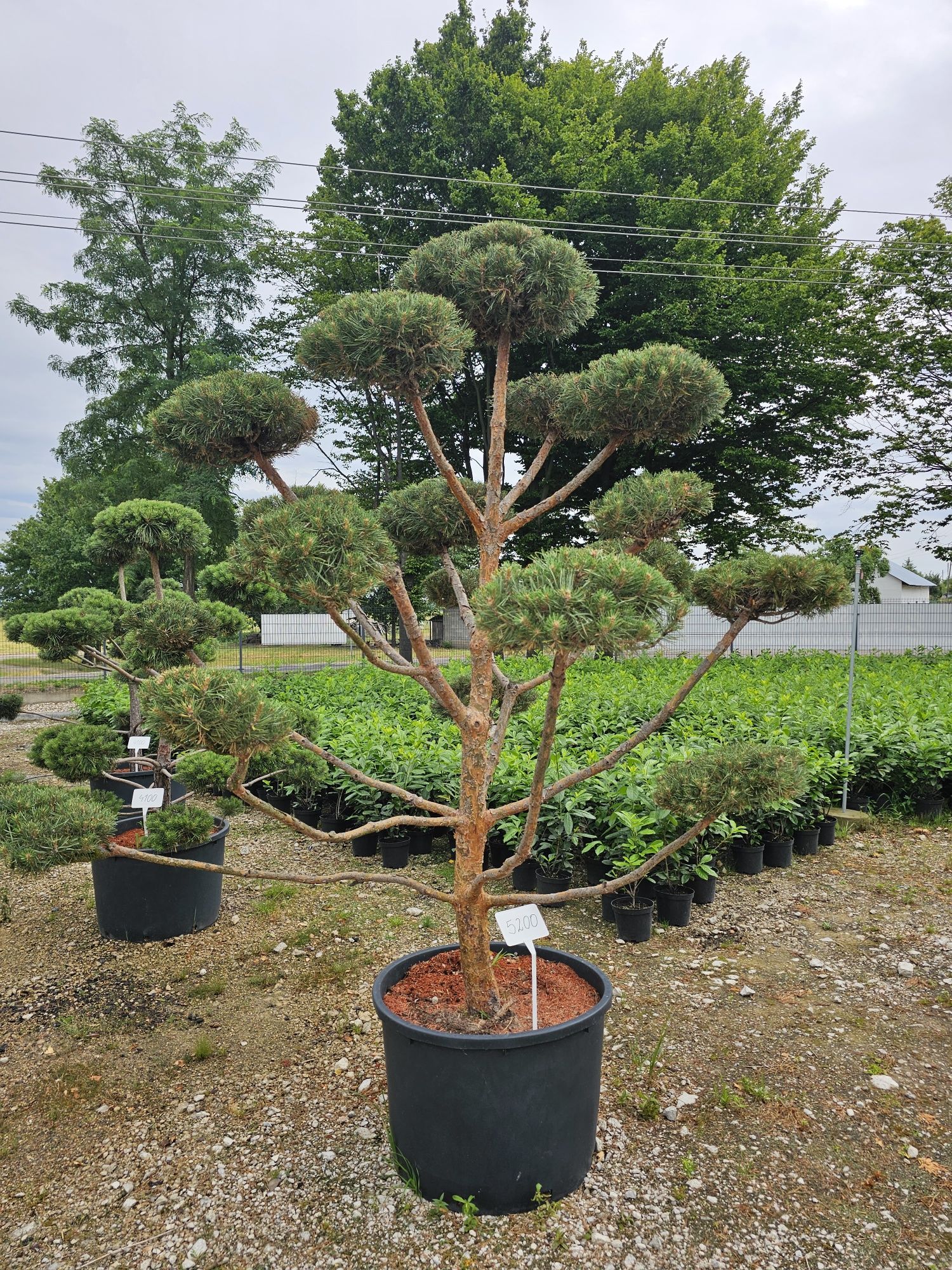 Bonsai sosna pospolita oraz czarna