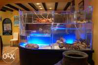 aquário para Sapateiras, lagosta, lavagante